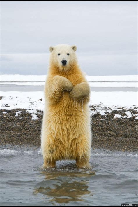 Bear GIFs .